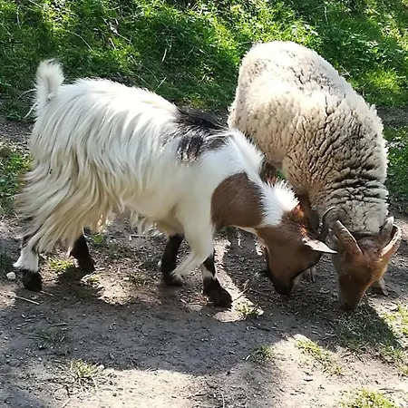 Naturidyll Brunner Kostendorf (Carinthia)